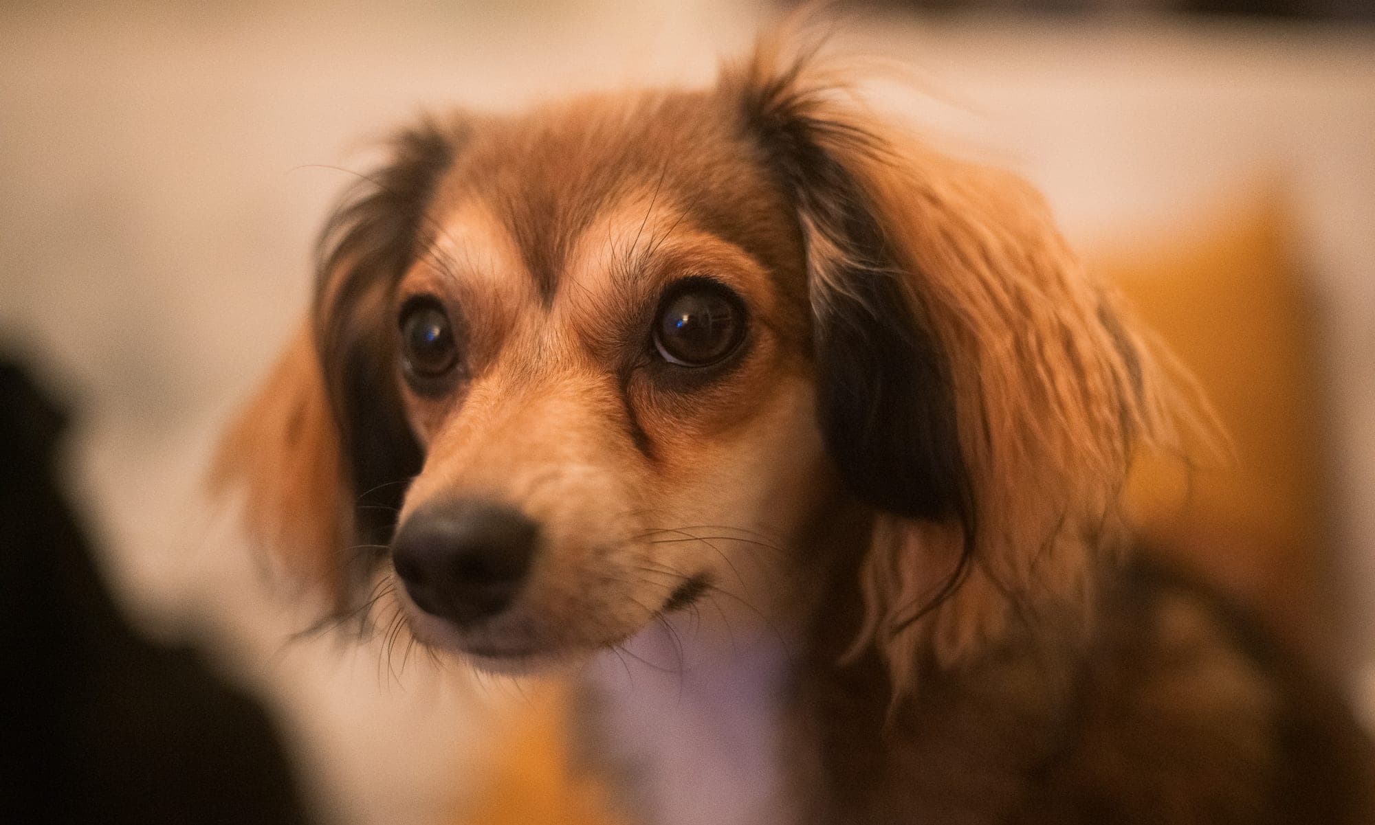 Close-up portrait of a long-haired dachshund mix with big brown eyes in warm indoor light