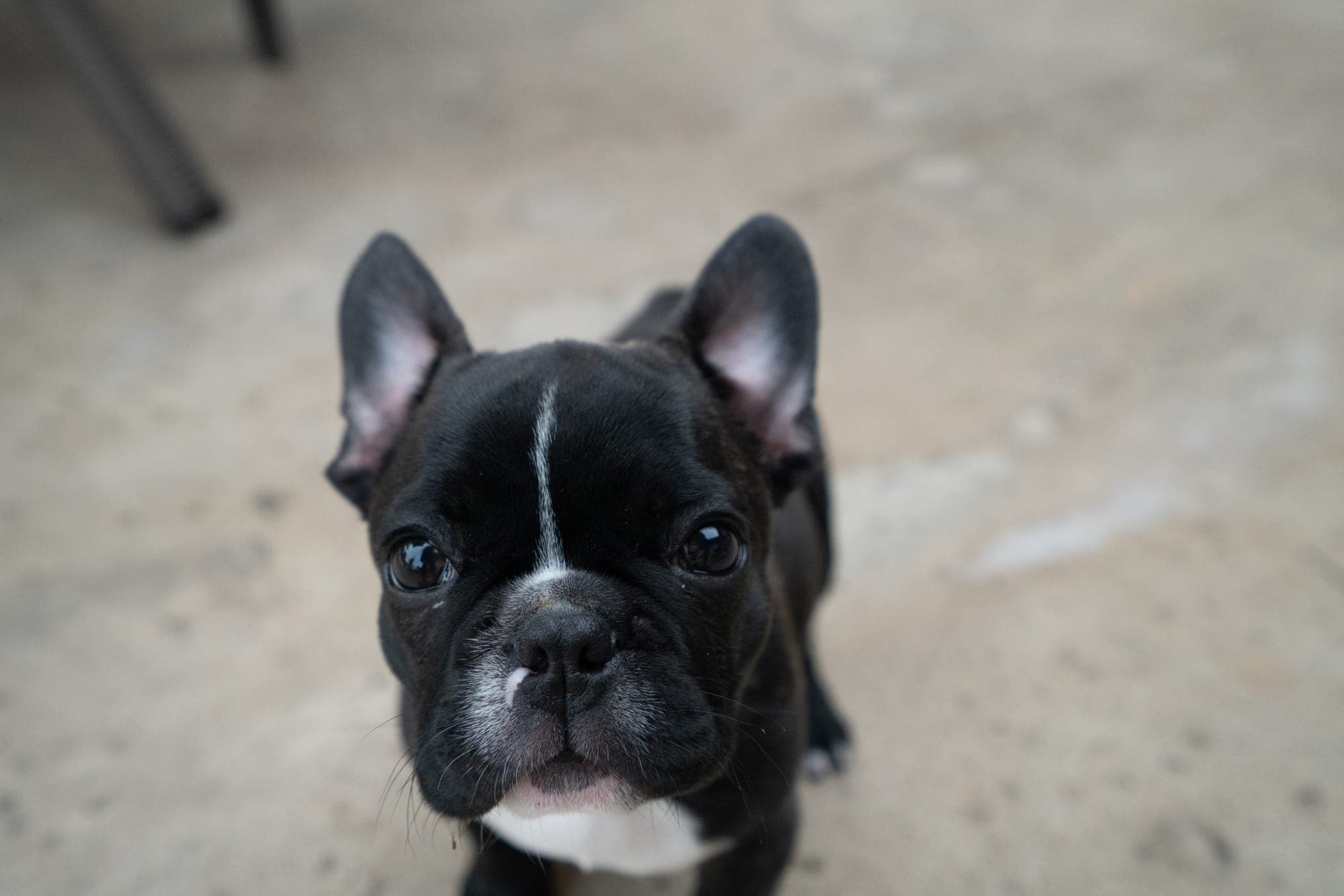 Pet photography session in Fresno, CA by Joe Hughes