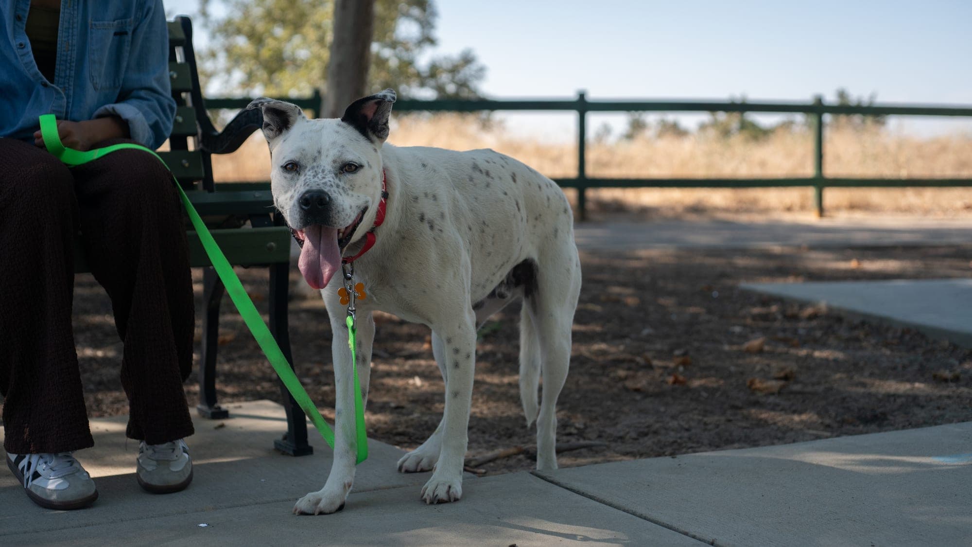 Pet photography session in Fresno, CA by Joe Hughes