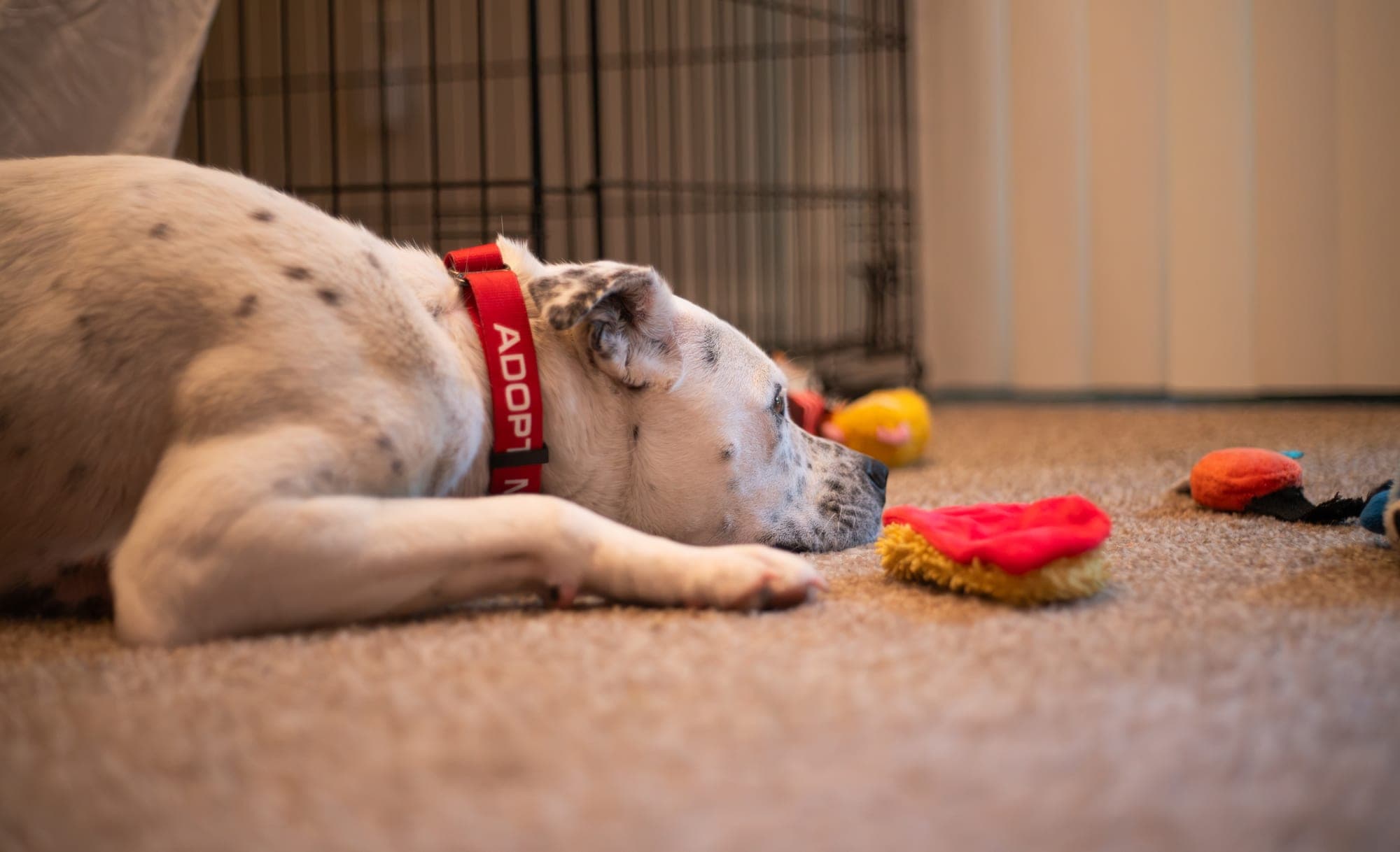 Pet photography session in Fresno, CA by Joe Hughes