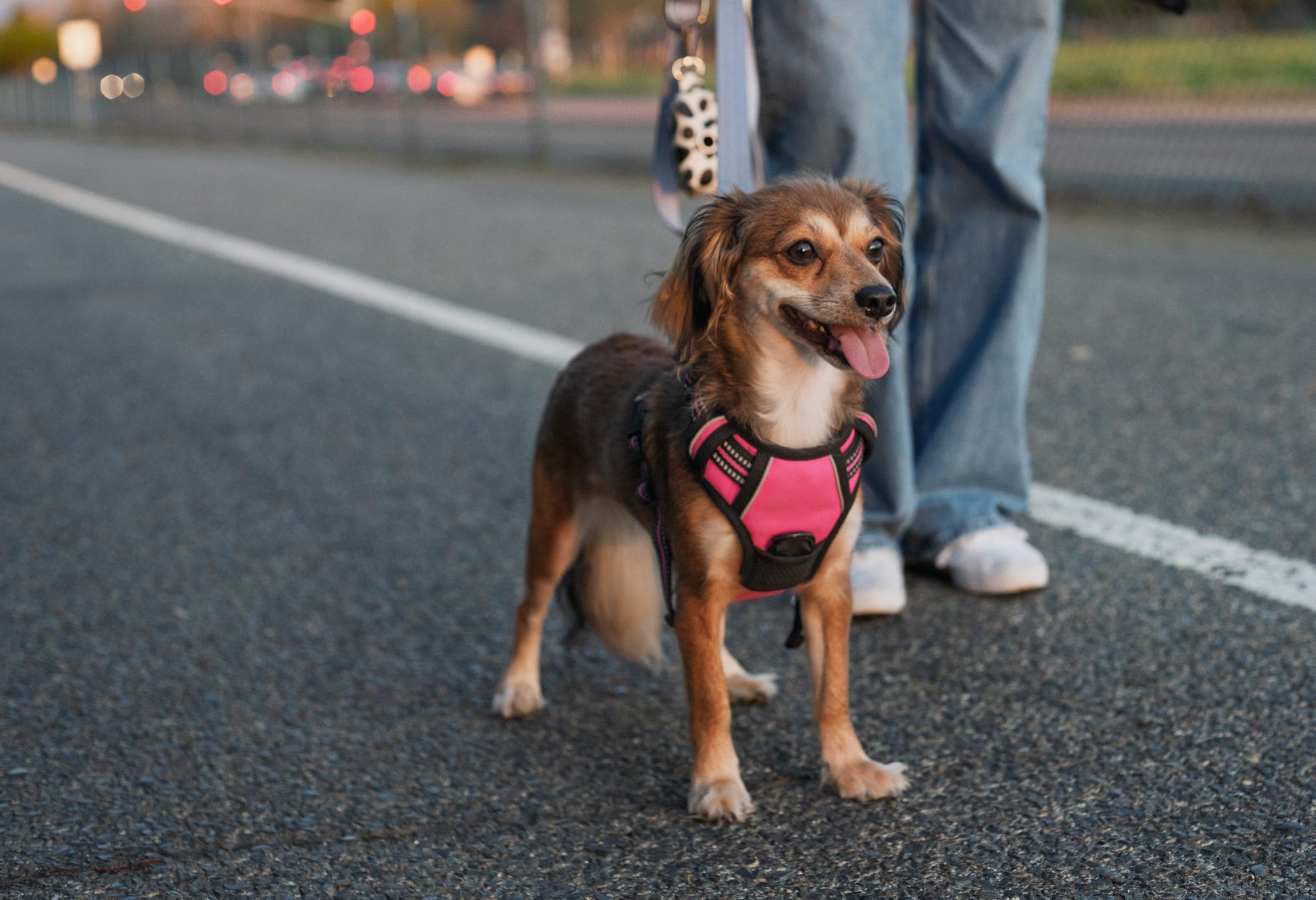 Small brown dog in a pink harness smiling mid-walk at golden hour in Fresno