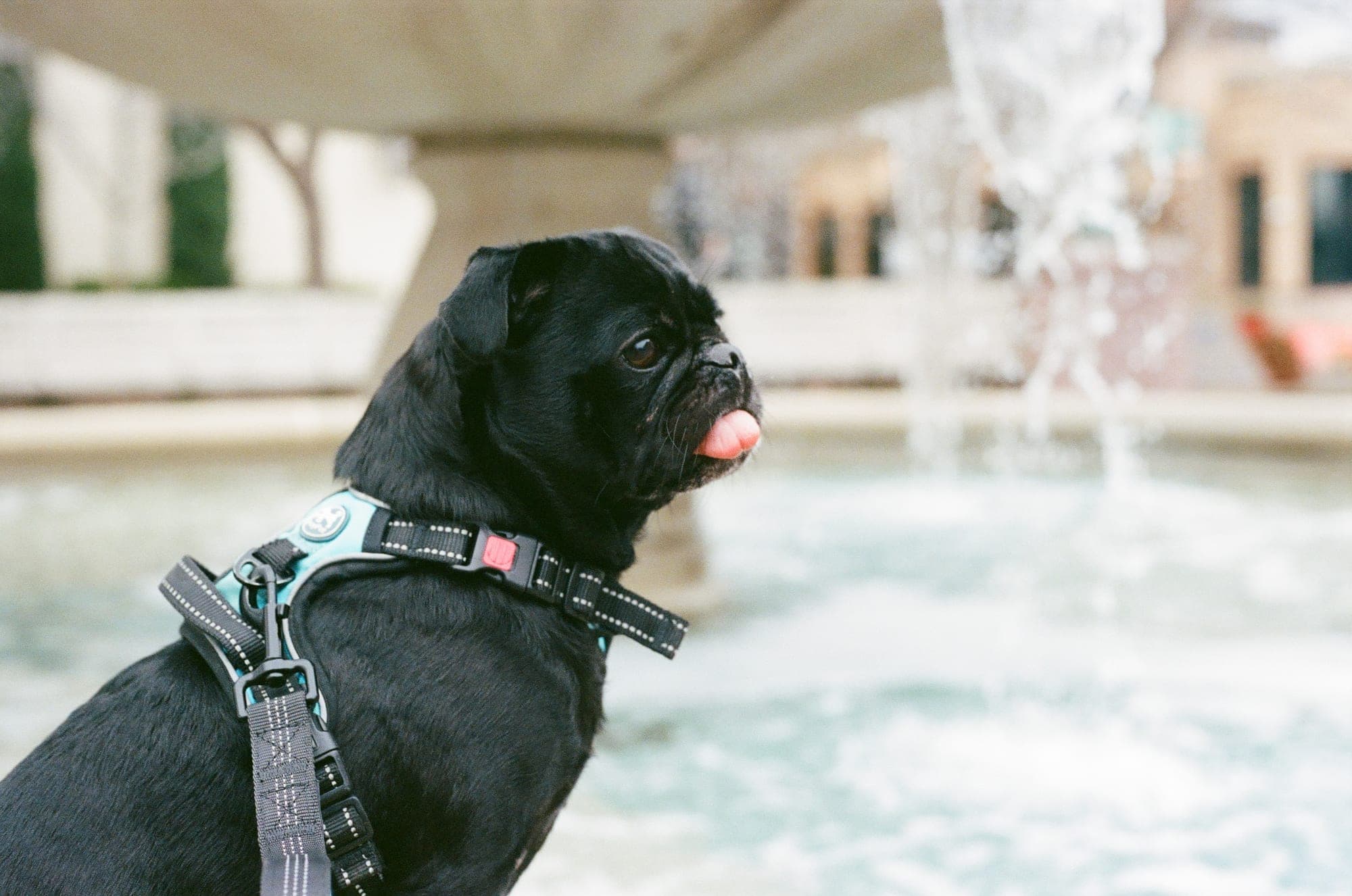 Black pug on 35mm film sticking its tongue out beside a courtyard fountain